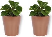 2x Kamerplant Peperomia Green Gold- Vetplant - ± 25cm hoog - 12cm diameter - in koperkleurige pot