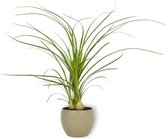 Kamerplant Nolina Recurvata - Olifantspoot - ±  25cm hoog - 12cm diameter - in groene pot