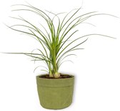 Kamerplant Nolina Recurvata - Olifantspoot - ±  25cm hoog - 12cm diameter - in groene sierzak