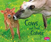 Animal Offspring - Cows and Their Calves