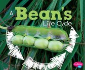 Explore Life Cycles - A Bean's Life Cycle