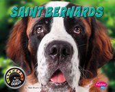 Big Dogs - Saint Bernards