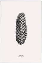 JUNIQE - Poster in kunststof lijst Pine Cone III -40x60 /Grijs & Ivoor