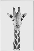 JUNIQE - Poster met kunststof lijst Giraffe Classic -60x90 /Wit &