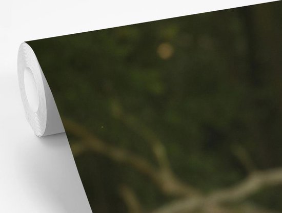 Papier peint photo peint photo vinyle - Cerf broutant largeur 420 cm x hauteur 280 cm - Tirage photo sur papier peint (disponible en 7 tailles)