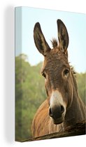 Peintures sur toile - Gros plan d'un âne marron - 20x30 cm - Décoration murale