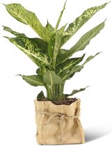 We Love Plants - Dieffenbachia Mars + Mand Dylan - 50 cm hoog - Luchtzuiverende plant