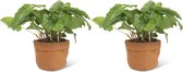 We Love Plants - Calathea Network + Plantbag Terra - 2 stuks - 30 cm hoog - Luchtzuiverende plant