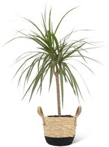 We Love Plants - Dracaena Marginata + Mand Mirjam - 60 cm hoog - Drakenbloedboom