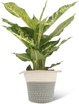 We Love Plants - Dieffenbachia Mars + Mand Samantha - 50 cm hoog - Luchtzuiverende plant