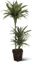 We Love Plants - Dracaena Warneckei - 115 cm hoog - Grote kamerplant