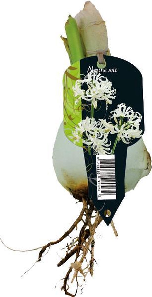 Nerine Bowdenii, Wit (3 in Organza met etiket) per 5 | zomerbloeier | wit