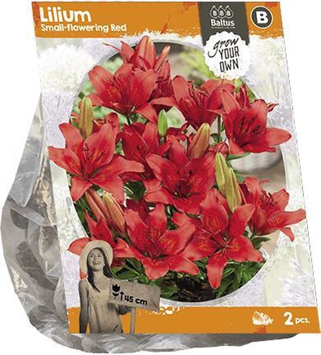 Lilium Small-flowering Red (SP) per 2 | zomerbloeier | rood