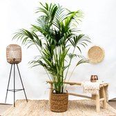 Combi deal - Kentia palm inclusief mand Jack - 150 cm