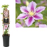 Klimplant Clematis Piilu 75 cm