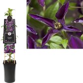 Klimplant Clematis Noora PBR 75 cm