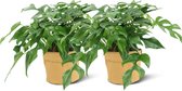 We Love Plants - Monstera Minima + Plantbag Oker - 2 stuks - 40 cm hoog - Gatenplant