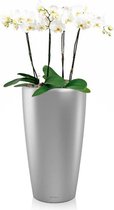 Orchideeën in zelfwatergevende Rondo