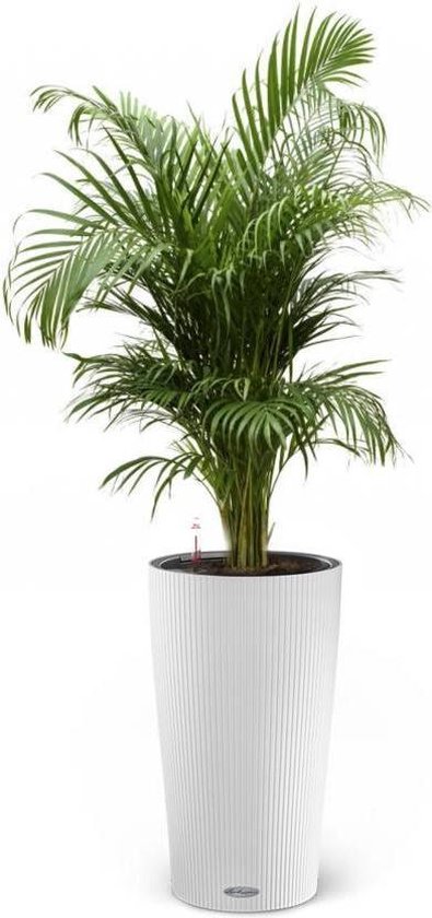 Goudpalm in Zelfwatergevende pot