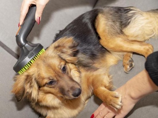 Net zo Ellendig snor Borstel hondenharen voor op stofzuiger - 32-35 mm - hondenborstel  Wesselwerk Universeel | bol.com
