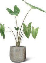 We Love Plants - Alocasia Zebrina + Pot Inge - 75 cm hoog - Zebra Plant