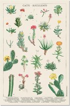 Cactussen poster - planten - natuur - groen - collage - retro - vintage - 61 x 91.5 cm