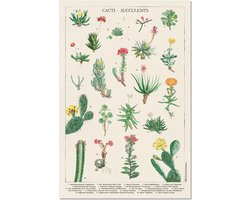 Cactussen poster - planten - natuur - groen - collage - retro - vintage - 61 x 91.5 cm Cactussen poster - planten - natuur - groen - collage - retro - vintage - 61 x 91.5 cm