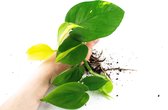 Trailing combi pack  Scandens, Golden, Brasil