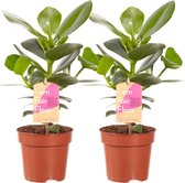 Clusia Princess ↨ 35cm - 2 stuks - hoge kwaliteit planten