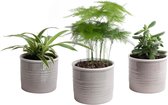 Mini Green | Bijzonder Trio in Laos keramiek (warmgrijs) ↨ 15cm - 3 stuks - hoge kwaliteit planten