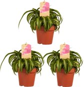 Chlorophytum comosum Bonnie ↨ 20cm - 3 stuks - hoge kwaliteit planten