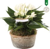 Anthurium White in Parma Keramiek ↨ 35cm - planten - binnenplanten - buitenplanten - tuinplanten - potplanten - hangplanten - plantenbak - bomen - plantenspuit