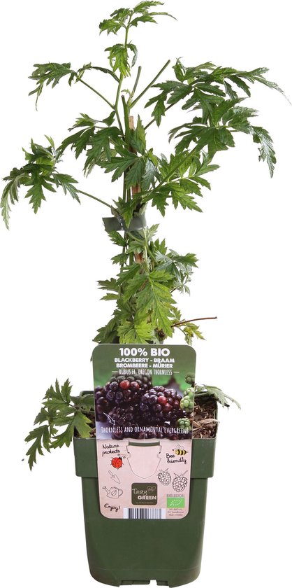 Braam ‘Rubus Thornless Evergreen’ ↨ 55cm - planten - binnenplanten - buitenplanten - tuinplanten - potplanten - hangplanten - plantenbak - bomen - plantenspuit