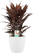 Cordyline Tango Toef met Elho brussels white ↨ 60cm - hoge kwaliteit planten