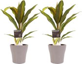 Duo 2x Cordyline Kiwi met Anna taupe ↨ 40cm - 2 stuks - hoge kwaliteit planten