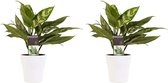 Duo 2 x Aglaonema Maria met Anna white ↨ 25cm - 2 stuks - hoge kwaliteit planten