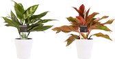 Combi 1 x Aglaonema Maria 1x Aglaonema Crete met Anna white ↨ 25cm - 2 stuks - hoge kwaliteit planten