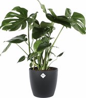 Monstera in ELHO sierpot (zwart) ↨ 80cm - hoge kwaliteit planten