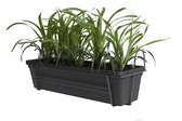 Leliegras in ELHO ® Green Basics balkonbak (Living Black) met metalen balkonrek ↨ 30cm - hoge kwaliteit planten