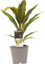 Cordyline Kiwi ↨ 40cm - hoge kwaliteit planten