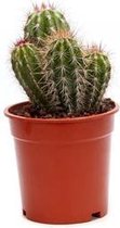 Cactus Pilosocereus pringlei ↨ 35cm - hoge kwaliteit planten