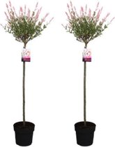 Set van 2 XXL Salix Flamingo Bomen – Winterharde Bomen – Inclusief Kwekerspot