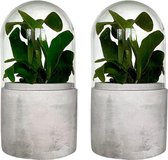 Set van 2 kleine stolpen Ø8 cm x 16 cm | Terrarium planten, hoge luchtvochtigheid planten | Kweekkas, kweekkasje, broeikas voor stekjes | Jewel orchid | Cement, betonnen voet