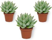 Set van 3 Vetplanten - Echeveria Tolimanensis Haagai - ± 13cm hoog - 7cm diameter