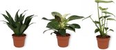 Set van 3 Kamerplanten - Philodendron White Wave & Monstera Deliciosa & Dracaena Compacta - ±  30cm hoog - 12cm diameter
