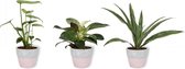 Set van 3 Kamerplanten - Philodendron White Wave & Monstera Deliciosa & Dracaena Warnecki - ±  30cm hoog - 12cm diameter - in betonnen roze pot