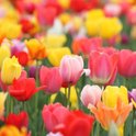 Verschillende kleuren Tulpenbollen Mix met 30 Tulpen Bollen - Bloembollen Mix - tuin - tuindecoratie - bloemen - balkon