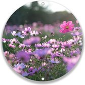 Tuincirkel Cosmea Bloemen