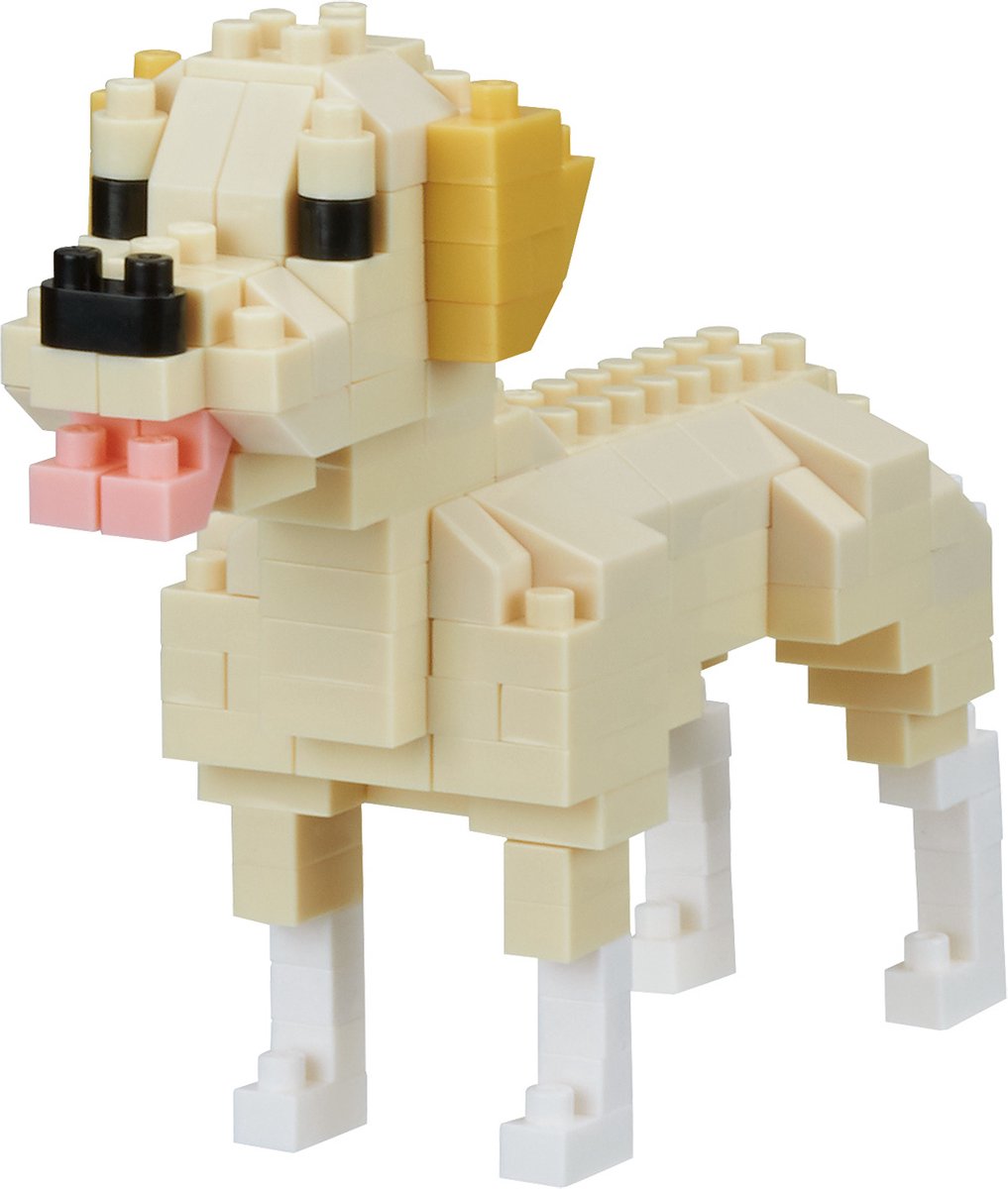 Labrador Retriever NBC-261 (hond)