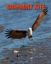 Brahminy kite